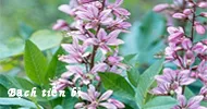 Sản phẩm bach tien bi 1 7576 — Hóa Mỹ Phẩm LIUSHEN - Công Ty TNHH Thương Mại Xuất Nhập Khẩu Liushen — MST 0315806467
