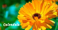 Sản phẩm calendula 4006 — Hóa Mỹ Phẩm LIUSHEN - Công Ty TNHH Thương Mại Xuất Nhập Khẩu Liushen — MST 0315806467