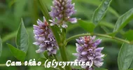 Sản phẩm cam thao glycyrrhiza 1 2402 — Hóa Mỹ Phẩm LIUSHEN - Công Ty TNHH Thương Mại Xuất Nhập Khẩu Liushen — MST 0315806467