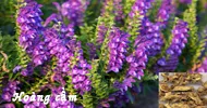 Sản phẩm hoang cam 2179 — Hóa Mỹ Phẩm LIUSHEN - Công Ty TNHH Thương Mại Xuất Nhập Khẩu Liushen — MST 0315806467