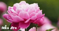 Sản phẩm mau don 1 0115 — Hóa Mỹ Phẩm LIUSHEN - Công Ty TNHH Thương Mại Xuất Nhập Khẩu Liushen — MST 0315806467