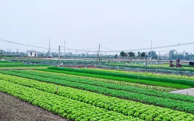 Sản phẩm Nhom dat nong nghiep moi nhat1 — Công Ty TNHH Luật Quốc Bảo — MST 0315884930