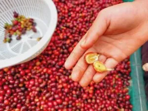 Sản phẩm Cau truc vat ly cua hat ca phe Excelsa 300x225 — Công Ty TNHH Công Nghiệp Vũ Phong — MST 0315956409