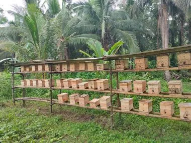Sản phẩm trai ong du thao moc ho chi minh — Công Ty TNHH Thương Mại Dịch Vụ Mật Ong Thảo Mộc — MST 0315970315