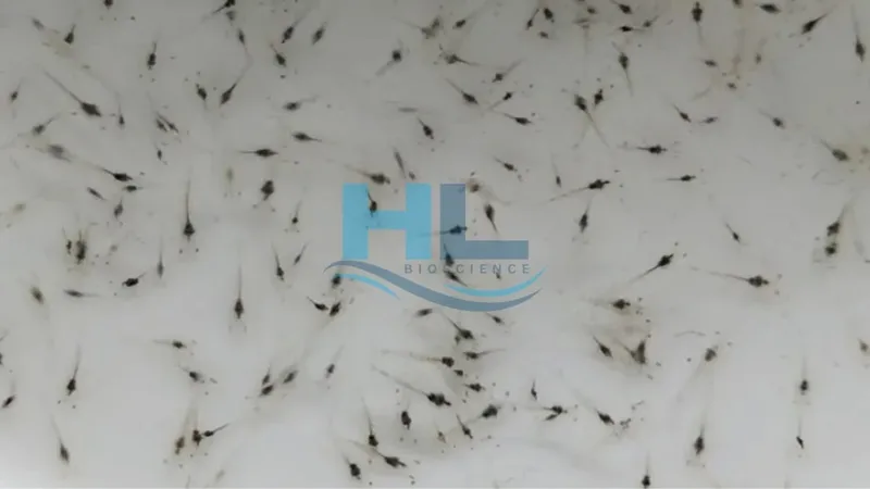 Sản phẩm benh au trung thuy tinh nguy co bung no 1704607997 — Công Ty TNHH Aqua Hiếu Lộc — MST 0316017578