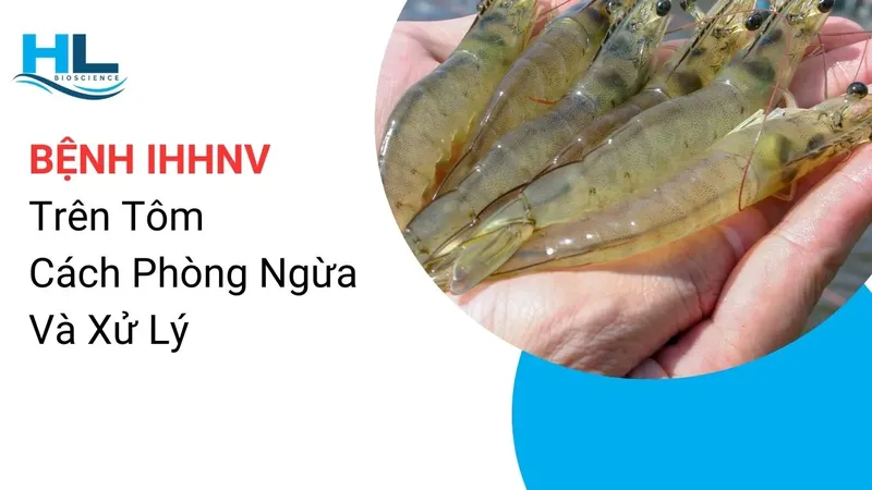 Sản phẩm ihhnv virus gay benh hoai tu co quan tao mau va co quan lap bieu mo co quan lap bieu mo co 1704762657 — Công Ty TNHH Aqua Hiếu Lộc — MST 0316017578