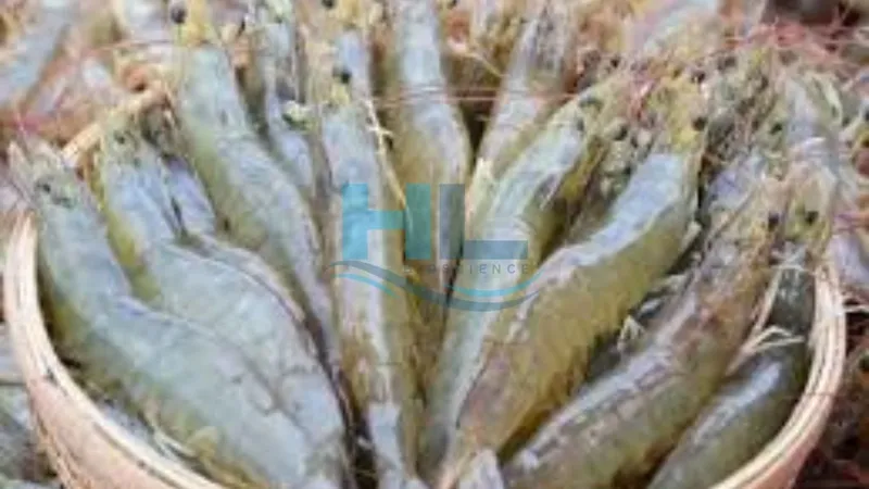 Sản phẩm nuoi tom the chan trang vu thu dong 1704608160 — Công Ty TNHH Aqua Hiếu Lộc — MST 0316017578