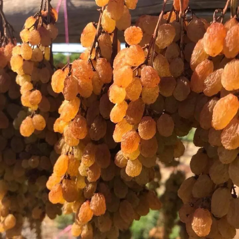Sản phẩm news_s59 — Công Ty TNHH Sunraysia — MST 0316026452