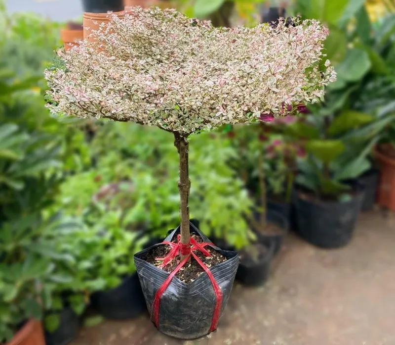 Sản phẩm cay bang nhat — Công Ty TNHH Đầu Tư Xây Dựng Phan Hoàng Gia — MST 0316063091