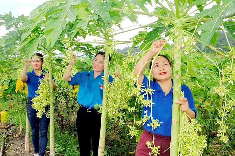 Sản phẩm 199539 — Công Ty Cổ Phần Thương Mại Xuất Nhập Khẩu Vĩnh Tâm — MST 0316098383