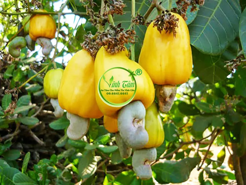 Sản phẩm 490861 — Công Ty Cổ Phần Thương Mại Xuất Nhập Khẩu Vĩnh Tâm — MST 0316098383