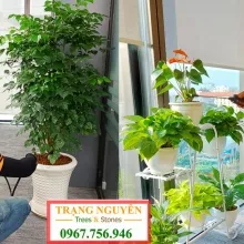 Sản phẩm huong dan cach cham soc cay canh tai nha 6558 — Công Ty TNHH Thương Mại Dịch Vụ Trạng Nguyên — MST 0316135645