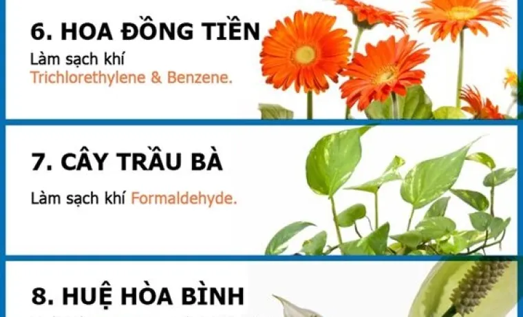 Sản phẩm 983941d1a395bccea1d502ca49dd576d 6655 — Công Ty TNHH TMDV Cảnh Quan Regreen — MST 0316175990