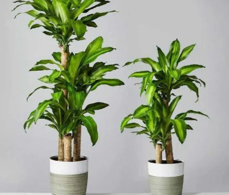 Sản phẩm 11111 3303 — Công Ty TNHH TMDV Cảnh Quan Regreen — MST 0316175990