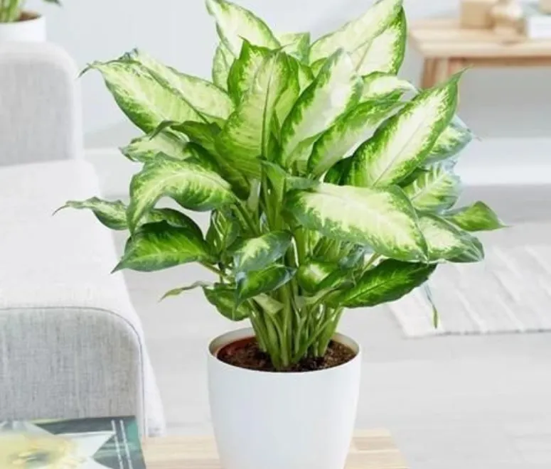 Sản phẩm 11111111 3767 — Công Ty TNHH TMDV Cảnh Quan Regreen — MST 0316175990