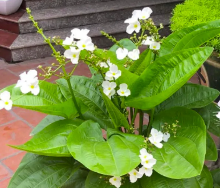 Sản phẩm cay bach thuy tien 5168 — Công Ty TNHH TMDV Cảnh Quan Regreen — MST 0316175990