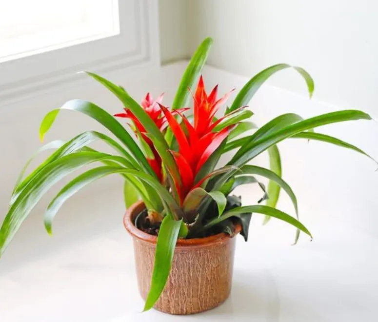 Sản phẩm cay dua canh nen 3269 — Công Ty TNHH TMDV Cảnh Quan Regreen — MST 0316175990