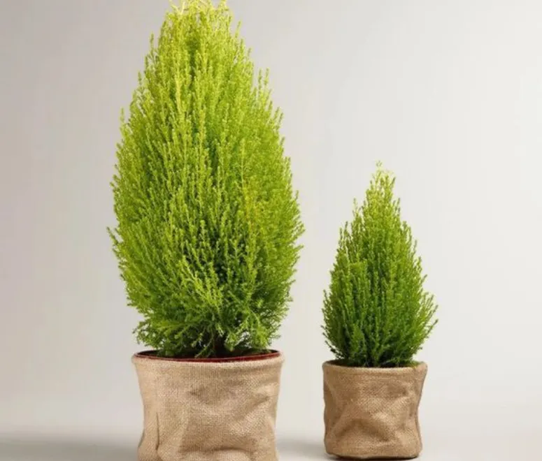 Sản phẩm cay tung thom 1647 — Công Ty TNHH TMDV Cảnh Quan Regreen — MST 0316175990