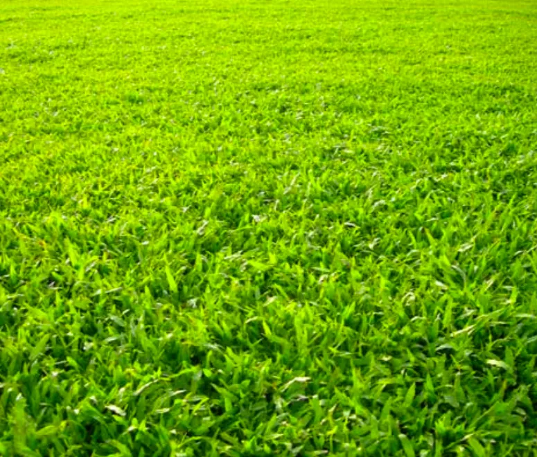 Sản phẩm co la gung 9308 — Công Ty TNHH TMDV Cảnh Quan Regreen — MST 0316175990