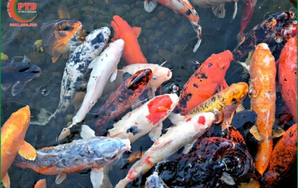 Sản phẩm bieu hien ca koi ngung an 2694 — Tiểu Cảnh Phú Tài Đạt - Công Ty TNHH Cảnh Quan Sân Vườn Phú Tài Đạt — MST 0316200157