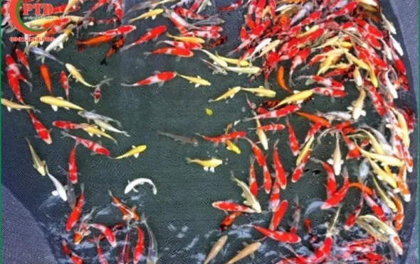 Sản phẩm ca koi mini co lon khong 4036 — Tiểu Cảnh Phú Tài Đạt - Công Ty TNHH Cảnh Quan Sân Vườn Phú Tài Đạt — MST 0316200157