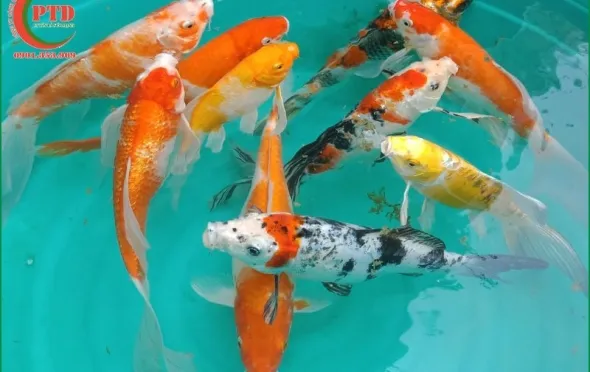 Sản phẩm cach phan biet gioi tinh ca koi qua hinh dang 3065 — Tiểu Cảnh Phú Tài Đạt - Công Ty TNHH Cảnh Quan Sân Vườn Phú Tài Đạt — MST 0316200157