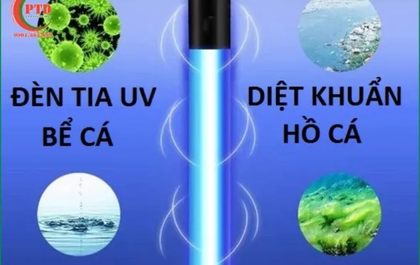 Sản phẩm chon thiet bi den uv can chu y dieu gi 9788 — Tiểu Cảnh Phú Tài Đạt - Công Ty TNHH Cảnh Quan Sân Vườn Phú Tài Đạt — MST 0316200157