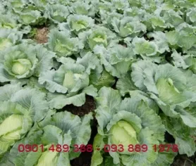 Sản phẩm bap cai 8887 — Công Ty TNHH Sản Xuất Thương Mại Xuất Nhập Khẩu Linh Khang Foods VN — MST 0316392723