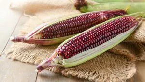 Sản phẩm bap nu hoang_0 300x169 — Công Ty TNHH Thực Phẩm Yen Farm — MST 0316419051