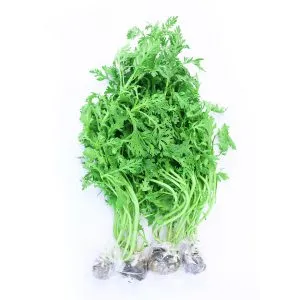 Sản phẩm rau tan o thuy canh_0 300x300 — Công Ty TNHH Thực Phẩm Yen Farm — MST 0316419051