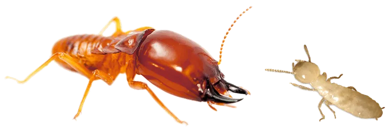 Sản phẩm Ant Termite Free PNG Image — Diệt Côn Trùng Pest Kill 247 - Công Ty TNHH Thương Mại Dịch Vụ Kỹ Thuật Hoàng
Trang Việt Nam — MST 0316463011