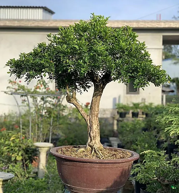 Sản phẩm cay nguyet que co ua nang khong 1 — Hoàng Nguyên Landscape - Công Ty TNHH TM&DV Cây Xanh Hoàng Nguyên — MST 0316526134