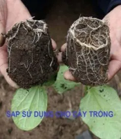 Sản phẩm dsdss — Đá Khô Đá Gel - Công Ty TNHH Hoàng Thanh CORP — MST 0316725757