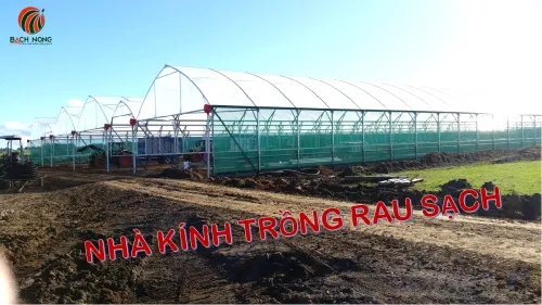 Sản phẩm 1645416095 nha kinh trong rau sach — Vật Tư Nông Nghiệp Bách Nông - Công Ty TNHH Lưới Bách Nông — MST 0316800732