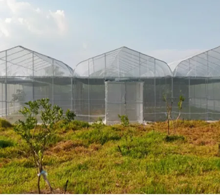 Sản phẩm 1600930357 nha trong dua luoi — Vật Tư Nông Nghiệp Bách Nông - Công Ty TNHH Lưới Bách Nông — MST 0316800732