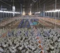 Sản phẩm lam mat trang trai 2 1699 — Công Ty TNHH Thương Mại Dịch Vụ Maxfan — MST 0316812921