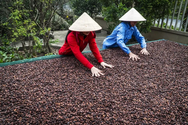 Sản phẩm bao tieu hat cacao img — Công Ty TNHH Sản Xuất Thương Mại Dịch Vụ Figo Group — MST 0316826201