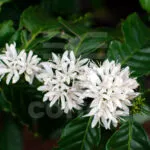 Sản phẩm Laha Coffee 10 150x150 — Công Ty Cổ Phần Laha Cafe Việt Nam — MST 0316930509