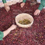 Sản phẩm Laha Coffee 2 150x150 — Công Ty Cổ Phần Laha Cafe Việt Nam — MST 0316930509