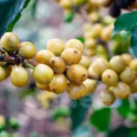Sản phẩm Laha Coffee 9 150x150 — Công Ty Cổ Phần Laha Cafe Việt Nam — MST 0316930509