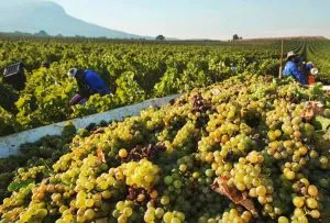 Sản phẩm nho lam ruou vang y 300x203 — Rượu Wine Valley - Công Ty TNHH Đầu Tư Xuất Nhập Khẩu Wine Valley — MST 0316932432