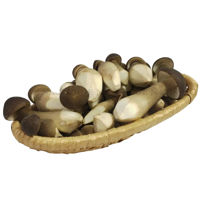 Sản phẩm Nấm Mối 2 — Nhà Cung Cấp Nấm Việt - Công Ty TNHH Thương Mại Sản Xuất Trồng Trọt Nấm Khỏe — MST 0316951033