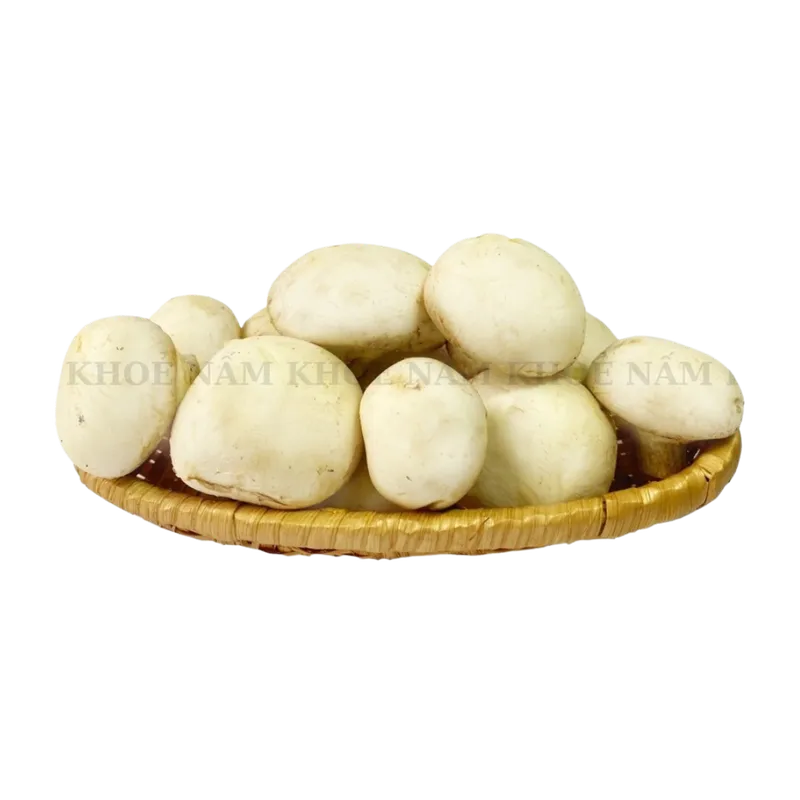 Sản phẩm Nấm Mỡ Trắng 1 — Nhà Cung Cấp Nấm Việt - Công Ty TNHH Thương Mại Sản Xuất Trồng Trọt Nấm Khỏe — MST 0316951033
