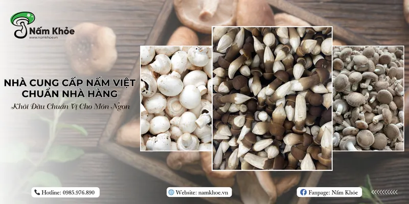 Sản phẩm 1 — Nhà Cung Cấp Nấm Việt - Công Ty TNHH Thương Mại Sản Xuất Trồng Trọt Nấm Khỏe — MST 0316951033