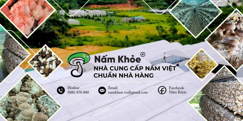 Sản phẩm 3 3 — Nhà Cung Cấp Nấm Việt - Công Ty TNHH Thương Mại Sản Xuất Trồng Trọt Nấm Khỏe — MST 0316951033