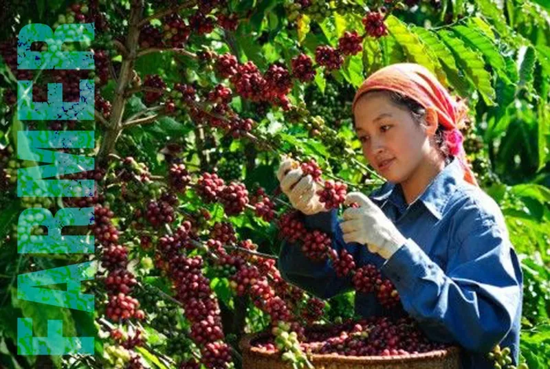 Sản phẩm cafe farmer g20 coffee 5667 — Công Ty TNHH MTV Sản Xuất Thực Phẩm Thiên Sa G20 — MST 0317009072