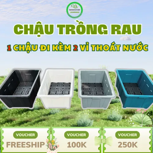 Sản phẩm chau trong rau sieu to1 30 09 2025 08 50 05 — Công Ty TNHH SX TM DV Quang Anh — MST 0317009121