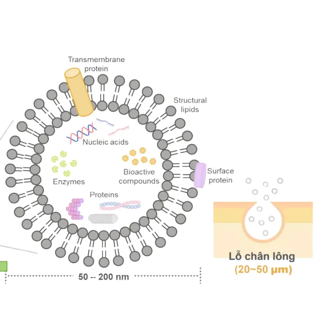 Sản phẩm CONG NGHE EXOSOME — Công Ty TNHH TK Cosmetic — MST 0317142733
