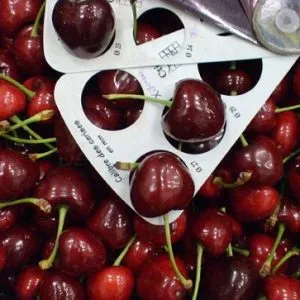 Sản phẩm Co phai Cherry vang ngon hon Cherry do 300x300 — Công Ty TNHH Thương Mại TCX — MST 0317321852