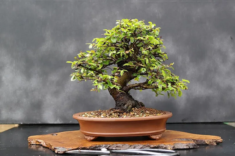 Sản phẩm bon sai 22121 16 — Công Ty TNHH Dịch Vụ Đầu Tư Hoàng Hưng — MST 0317353244